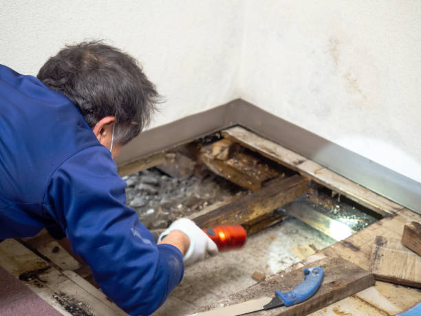 Best Mold Testing and Removal  in Victorville, CA