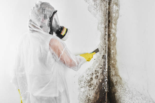 Best Fast Mold Removal  in Victorville, CA