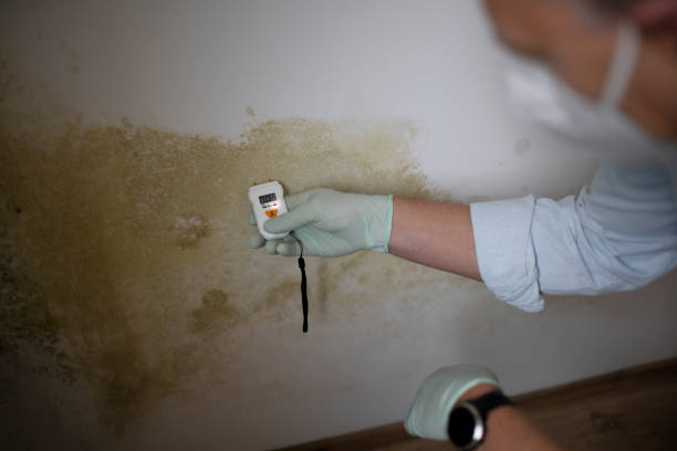 Mold Testing and Removal in Victorville, CA