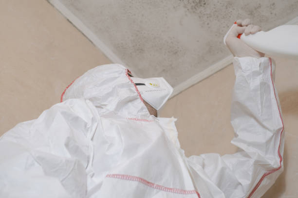 Office Mold Removal Services in Victorville, CA