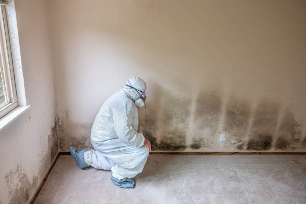 Best Certified Mold Removal  in Victorville, CA