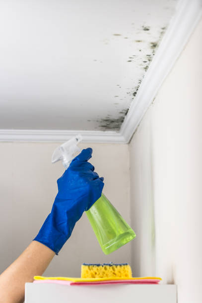 Best Black Mold Removal  in Victorville, CA