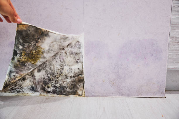 Best Mold Damage Repair  in Victorville, CA